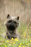 CAIRN TERRIER 639